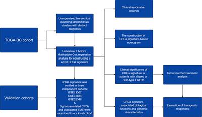 Integrative transcriptional characterization of cell cycle checkpoint genes promotes clinical management and precision medicine in bladder carcinoma